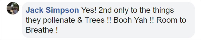 Bees Are Now Officially Declared To Be The Most Important Beings On Earth