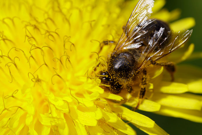 Bees Are Now Officially Declared To Be The Most Important Beings On Earth
