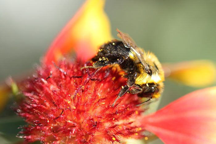 Bees Are Now Officially Declared To Be The Most Important Beings On Earth Bees Are Now Officially Declared To Be The Most Important Beings On Earth