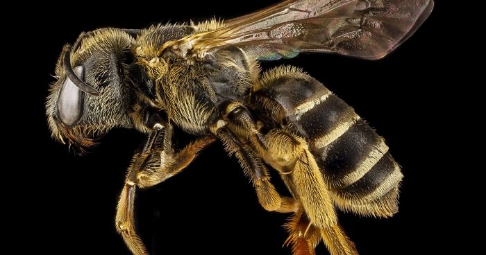 Bees Are Now Officially Declared To Be The Most Important Beings On Earth