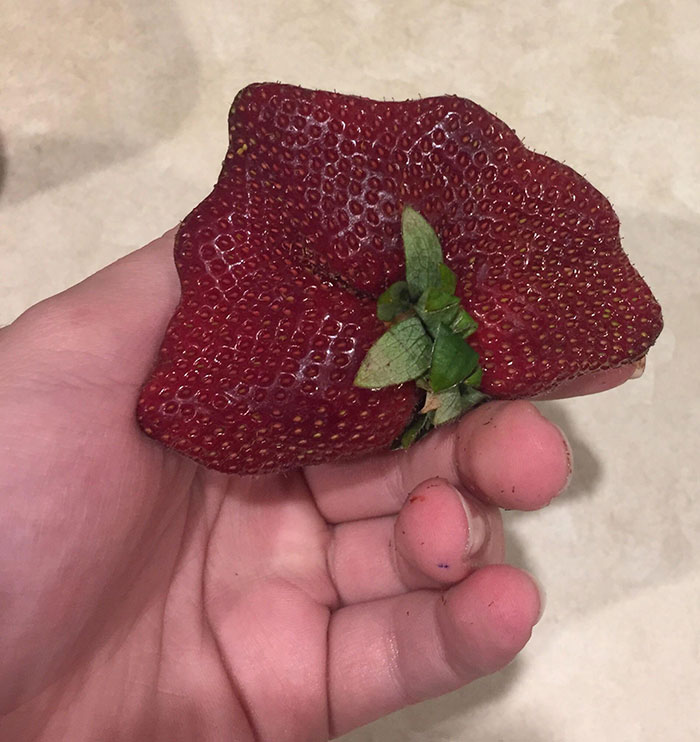 Absolute Unit Of A Strawberry