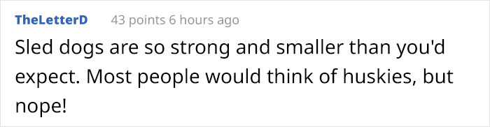Woman Documents How Her Lovely But 'Dumb As A Box Of Rocks' Sled Dog Took Her Home And It's Hilarious Woman Documents How Her Lovely But 'Dumb As A Box Of Rocks' Sled Dog Took Her Home And It's Hilarious