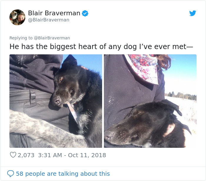 Woman Documents How Her Lovely But 'Dumb As A Box Of Rocks' Sled Dog Took Her Home And It's Hilarious