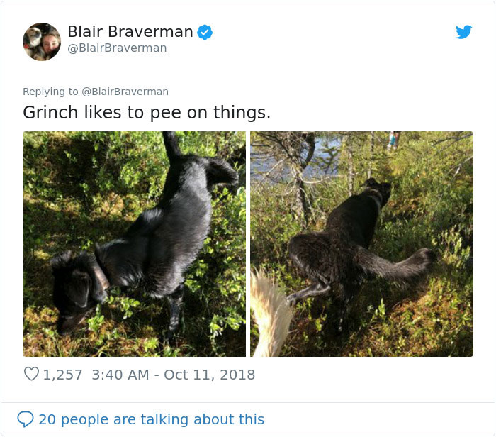 Woman Documents How Her Lovely But 'Dumb As A Box Of Rocks' Sled Dog Took Her Home And It's Hilarious Woman Documents How Her Lovely But 'Dumb As A Box Of Rocks' Sled Dog Took Her Home And It's Hilarious