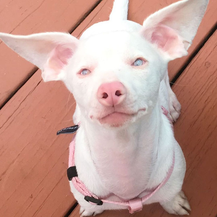 This Deaf And Blind Puppy Named Piglet Shows Kids How To Deal With Differences This Deaf And Blind Puppy Named Piglet Shows Kids How To Deal With Differences