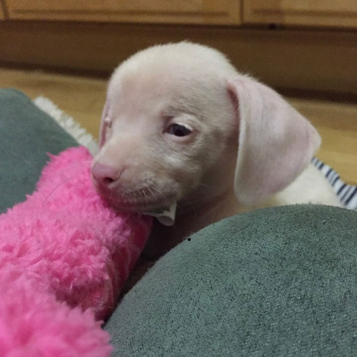 This Deaf And Blind Puppy Named Piglet Shows Kids How To Deal With Differences This Deaf And Blind Puppy Named Piglet Shows Kids How To Deal With Differences