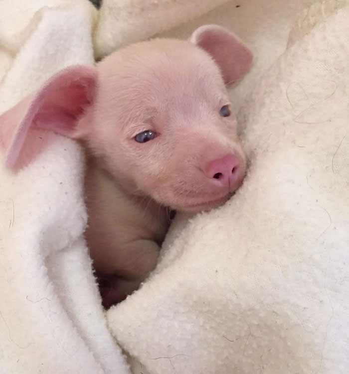 This Deaf And Blind Puppy Named Piglet Shows Kids How To Deal With Differences This Deaf And Blind Puppy Named Piglet Shows Kids How To Deal With Differences