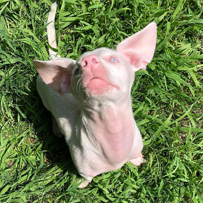 This Deaf And Blind Puppy Named Piglet Shows Kids How To Deal With Differences This Deaf And Blind Puppy Named Piglet Shows Kids How To Deal With Differences