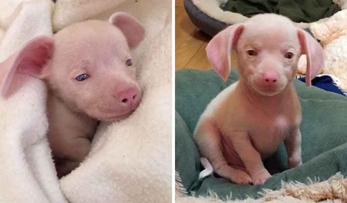 This Deaf And Blind Puppy Named Piglet Shows Kids How To Deal With Differences