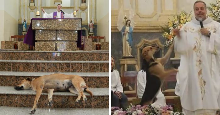 A Kind Priest Brings Stray Dogs To Mass So They Can Find New Families