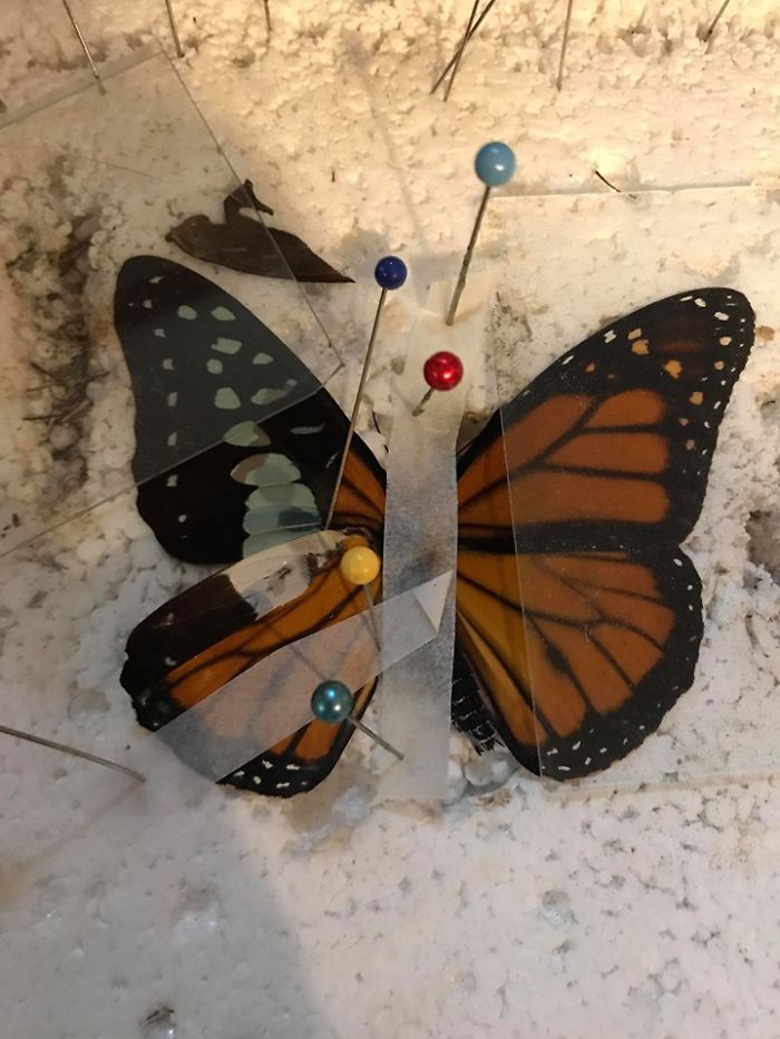 Zoo Asks For Woman’s Help In Repairing Butterfly's Wings, She Gives It A Transplant