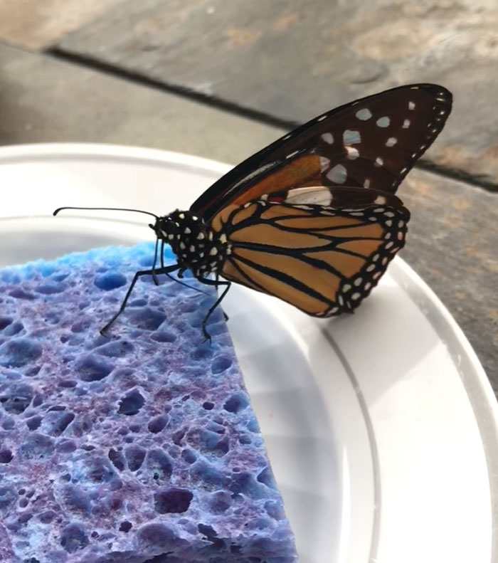 Zoo Asks For Woman’s Help In Repairing Butterfly's Wings, She Gives It A Transplant Zoo Asks For Woman’s Help In Repairing Butterfly's Wings, She Gives It A Transplant