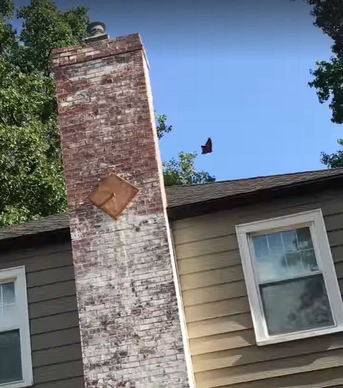 Zoo Asks For Woman’s Help In Repairing Butterfly's Wings, She Gives It A Transplant Zoo Asks For Woman’s Help In Repairing Butterfly's Wings, She Gives It A Transplant