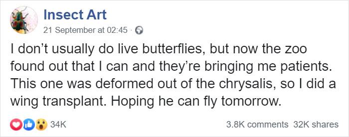 Zoo Asks For Woman’s Help In Repairing Butterfly's Wings, She Gives It A Transplant Zoo Asks For Woman’s Help In Repairing Butterfly's Wings, She Gives It A Transplant
