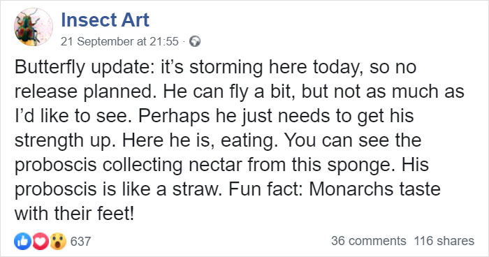 Zoo Asks For Woman’s Help In Repairing Butterfly's Wings, She Gives It A Transplant Zoo Asks For Woman’s Help In Repairing Butterfly's Wings, She Gives It A Transplant
