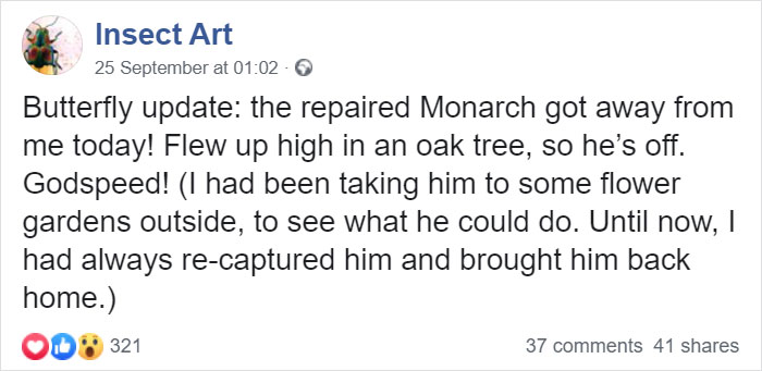 Zoo Asks For Woman’s Help In Repairing Butterfly's Wings, She Gives It A Transplant Zoo Asks For Woman’s Help In Repairing Butterfly's Wings, She Gives It A Transplant