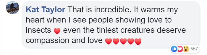 Zoo Asks For Woman’s Help In Repairing Butterfly's Wings, She Gives It A Transplant