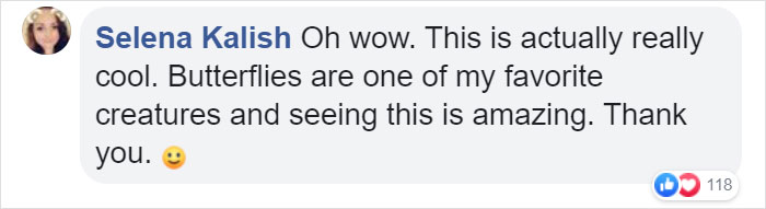 Zoo Asks For Woman’s Help In Repairing Butterfly's Wings, She Gives It A Transplant