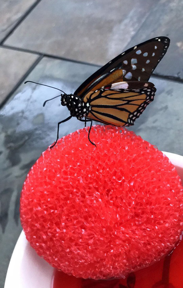 Zoo Asks For Woman’s Help In Repairing Butterfly's Wings, She Gives It A Transplant Zoo Asks For Woman’s Help In Repairing Butterfly's Wings, She Gives It A Transplant