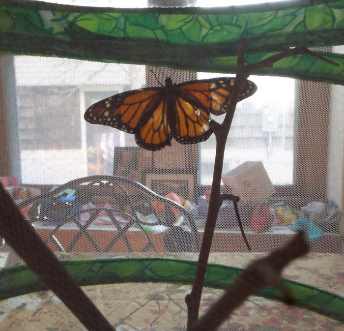 Zoo Asks For Woman’s Help In Repairing Butterfly's Wings, She Gives It A Transplant Zoo Asks For Woman’s Help In Repairing Butterfly's Wings, She Gives It A Transplant
