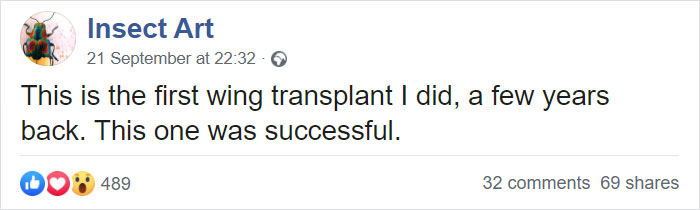 Zoo Asks For Woman’s Help In Repairing Butterfly's Wings, She Gives It A Transplant