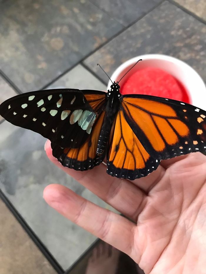 Zoo Asks For Woman’s Help In Repairing Butterfly's Wings, She Gives It A Transplant