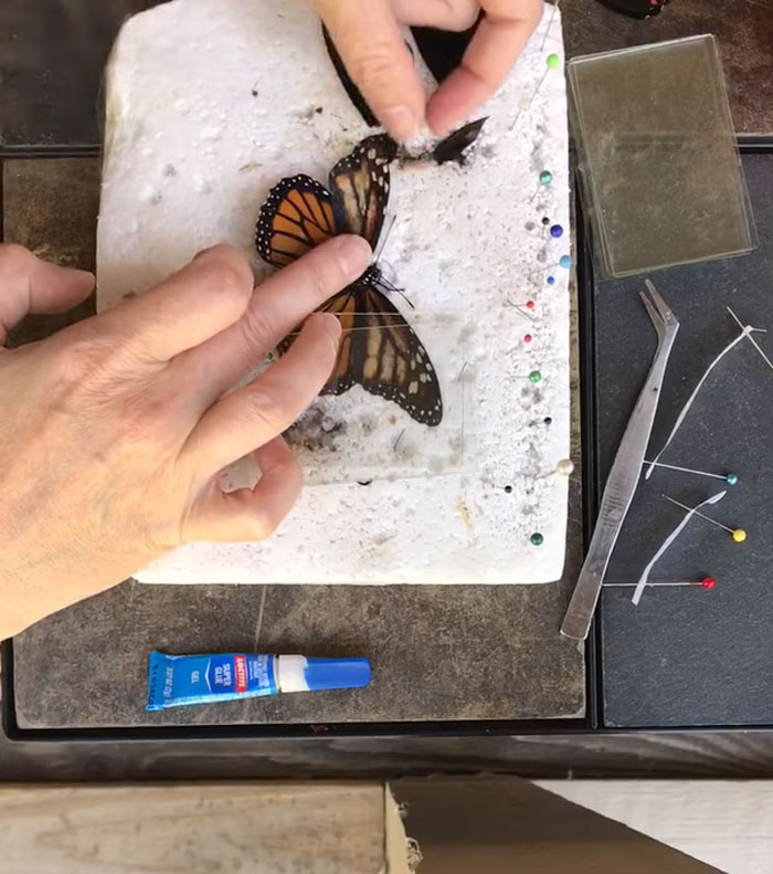 Zoo Asks For Woman’s Help In Repairing Butterfly's Wings, She Gives It A Transplant Zoo Asks For Woman’s Help In Repairing Butterfly's Wings, She Gives It A Transplant