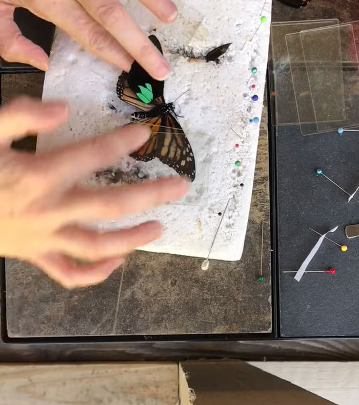 Zoo Asks For Woman’s Help In Repairing Butterfly's Wings, She Gives It A Transplant