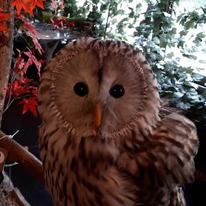 silverrainbow22 avatar