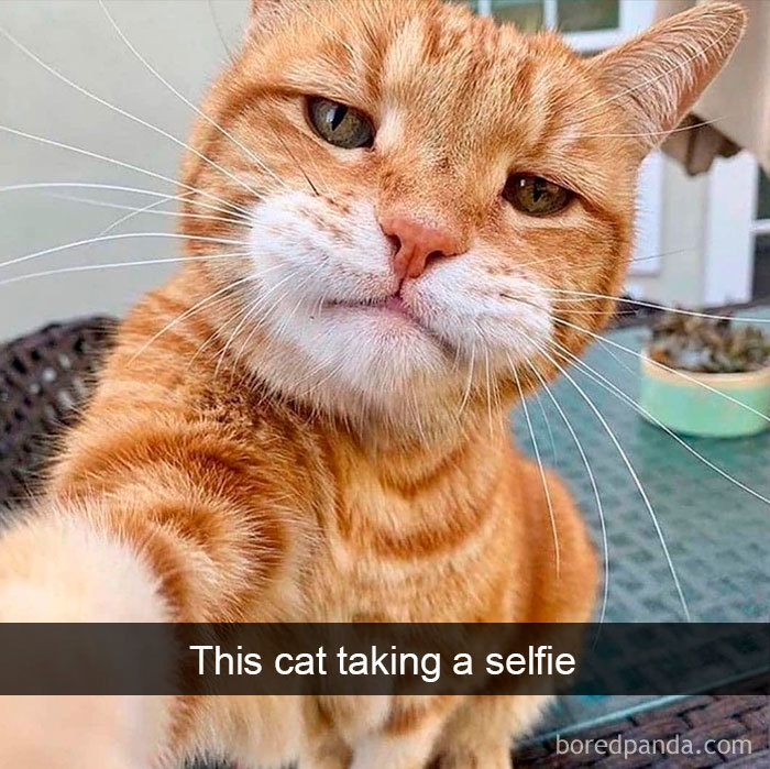 Cat-Snapchats