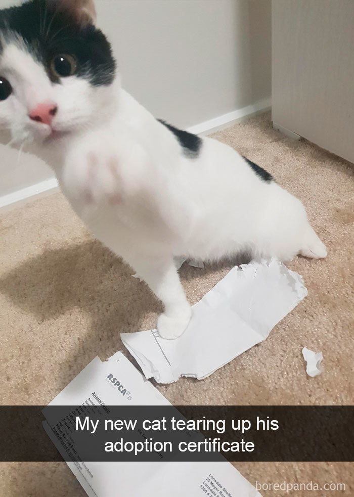 Cat-Snapchats