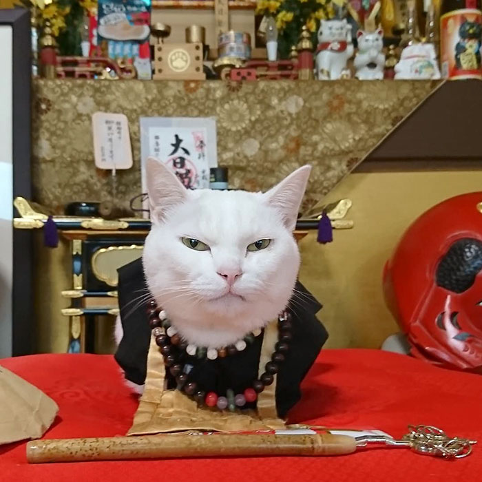 There Is A Cat Temple In Japan And Its Monks Are The Cutest