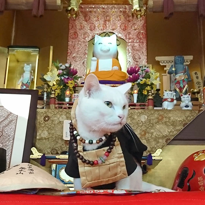 There Is A Cat Temple In Japan And Its Monks Are The Cutest