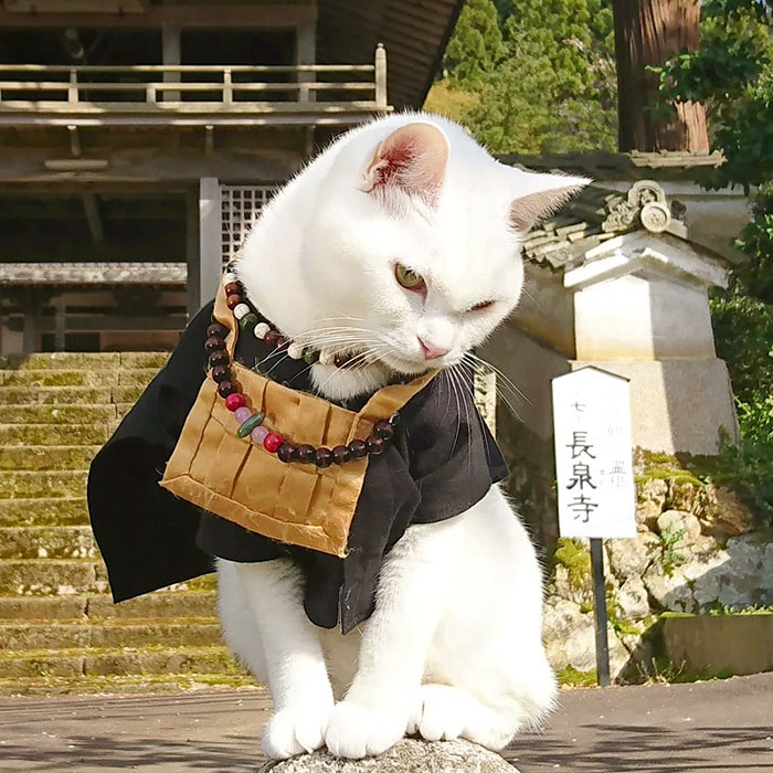 There Is A Cat Temple In Japan And Its Monks Are The Cutest