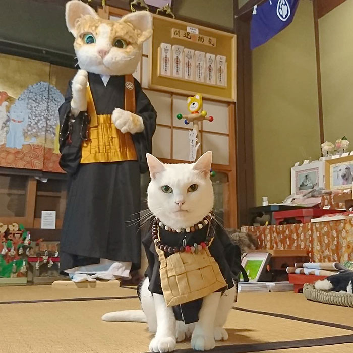 There Is A Cat Temple In Japan And Its Monks Are The Cutest There Is A Cat Temple In Japan And Its Monks Are The Cutest