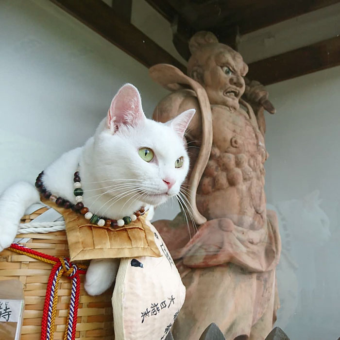 There Is A Cat Temple In Japan And Its Monks Are The Cutest There Is A Cat Temple In Japan And Its Monks Are The Cutest