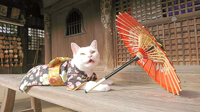 There Is A Cat Temple In Japan And Its Monks Are The Cutest There Is A Cat Temple In Japan And Its Monks Are The Cutest