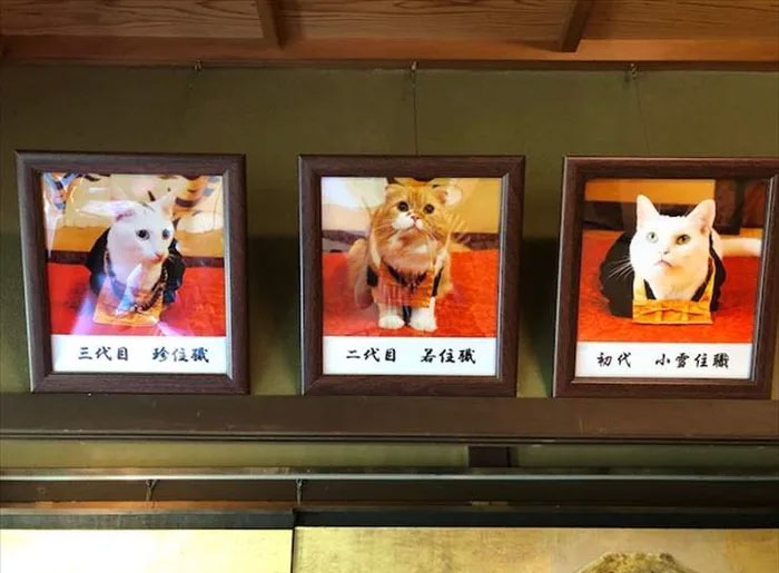 There Is A Cat Temple In Japan And Its Monks Are The Cutest There Is A Cat Temple In Japan And Its Monks Are The Cutest