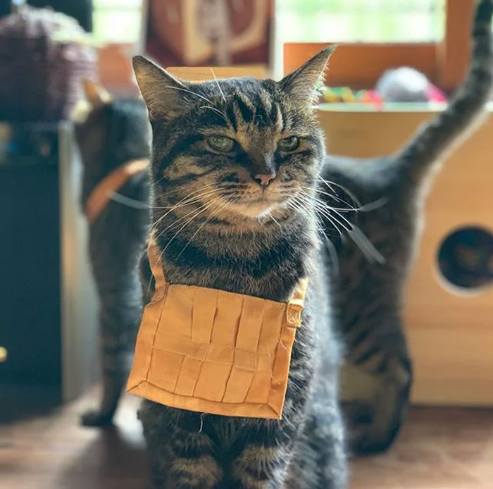 There Is A Cat Temple In Japan And Its Monks Are The Cutest There Is A Cat Temple In Japan And Its Monks Are The Cutest