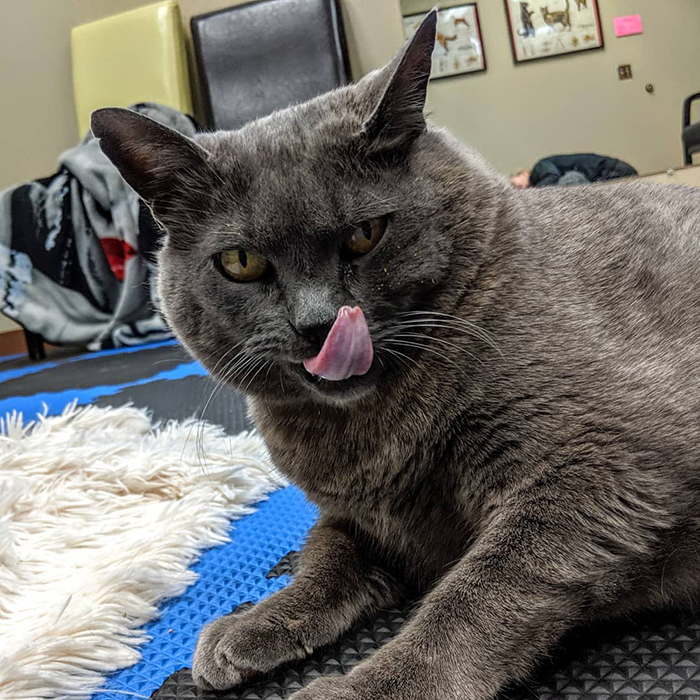 Chonky Cat Goes Viral For Being Annoyed By Underwater Workout