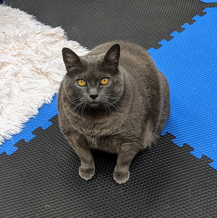 Chonky Cat Goes Viral For Being Annoyed By Underwater Workout