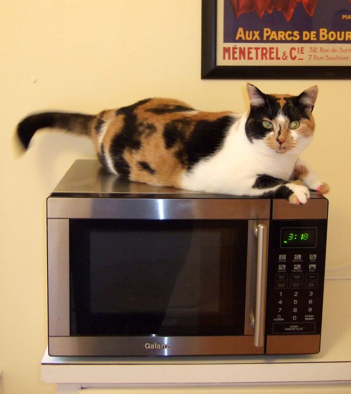 Microwave Ovens Do Not Cook Food From The Inside Out