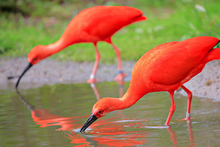An Amazing Bird I Found In Trinidad And Tobago