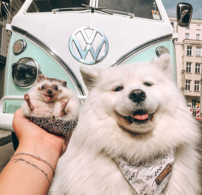 40 Pics Of Adorable Herbee The Hedgehog That 1.5 Million Instagram Followers Adore