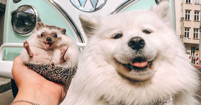 40 Pics Of Adorable Herbee The Hedgehog That 1.5 Million Instagram Followers Adore