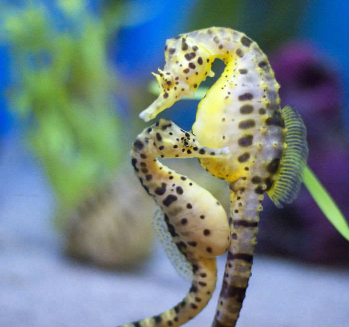 Two spotted seahorses close together underwater, showcasing interesting animal facts in marine life.