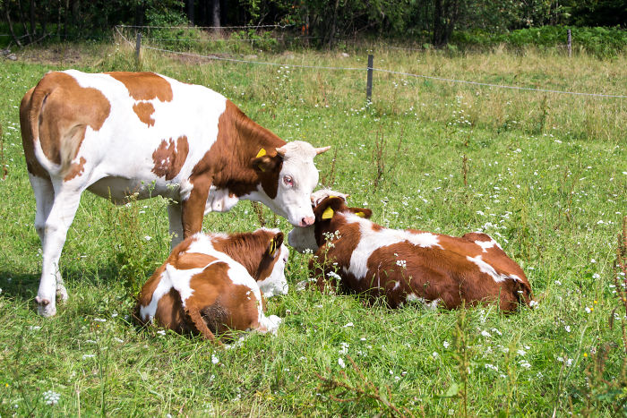 Three brown and white cows in a green field, illustrating interesting animal facts for casual conversations.