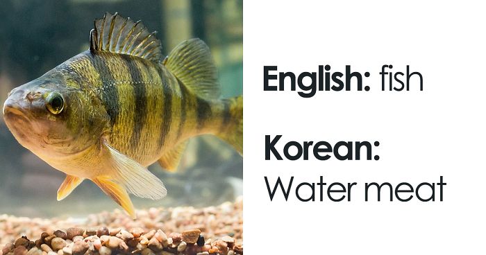 People Are Sharing Hilarious Literal Translations, And Here Are 30 Of The Best Ones