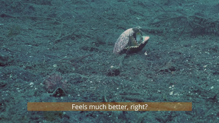 Diver Convinces Baby Octopus To Give Up His Plastic Cup In Exchange For A Shell