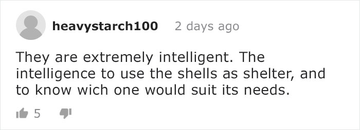 Diver Convinces Baby Octopus To Give Up His Plastic Cup In Exchange For A Shell